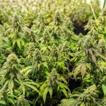 Семена пищевой конопли полезные свойства и применение images323.jpg