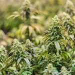 Выращивание автоцветущих семян конопли images331.jpg