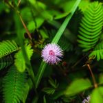 Сорт конопли Blue AK regular от Ganja Seeds images338.jpg