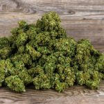 Сорт конопли Talgar от Bang Seeds images343.jpg