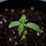 Проращивание семян конопли: подробное руководство images347.jpg