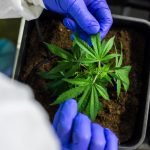 Где купить семена конопли в Тюмени images351.jpg