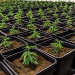 Законность семян марихуаны images357.jpg