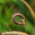 Преимущества и Применение Семян Конопли из Голландии images358.jpg