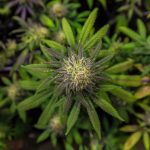 Использование конопляного семени для ловли карпа images359.jpg