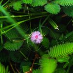 Низкорослая конопля свойства и преимущества использования images373.jpg