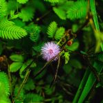 Сорт конопли Chocolate Fondue feminised от DNA Genetics images377.jpg