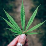 Семена конопли Auto Killer Kush feminised от Ganja Seeds images389.jpg