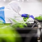 Покупка семян марихуаны в Санкт-Петербурге: гид для гроверов images391.jpg