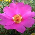 Продажа семян конопли в Москве: широкий ассортимент и высокое качество images406.jpg