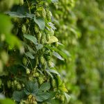 Законность продажи семян конопли images439.jpg