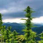 Как сварить семена конопли images453.jpg