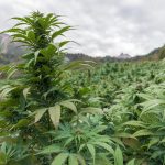 Семена конопли Auto Blue Diesel feminised от Advanced Seeds images459.jpg