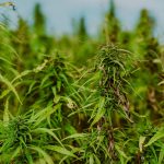 Семена марихуаны и их характеристики images46.jpg