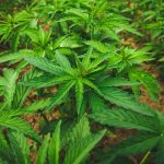 Семена конопли и каннабидиол: свойства и применение images461.jpg