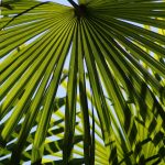 Что будет если покурить семена конопли images467.jpg