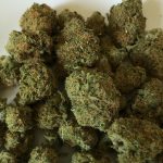 Использование семян марихуаны в кормлении птиц: польза и риски images474.jpg