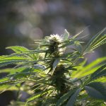 Семена конопли: нюансы использования и законодательства images53.jpg