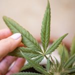 Семена конопли Chingis Khan feminised от VIP Seeds images54.jpg