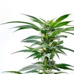Euroseeds и Семена Конопли: Качество и Инновации images58.jpg