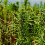 Штраф за семена конопли images62.jpg