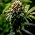 Семена конопли Sour Banana Sherbet от Crockett Family Farms images79.jpg