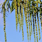 Семена конопли Mama Mia feminised от Ganja Seeds images86.jpg