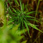 Как правильно выписать семена конопли images87.jpg