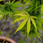 Сорт конопли Magic Bud feminised от Paradise Seeds images90.jpg