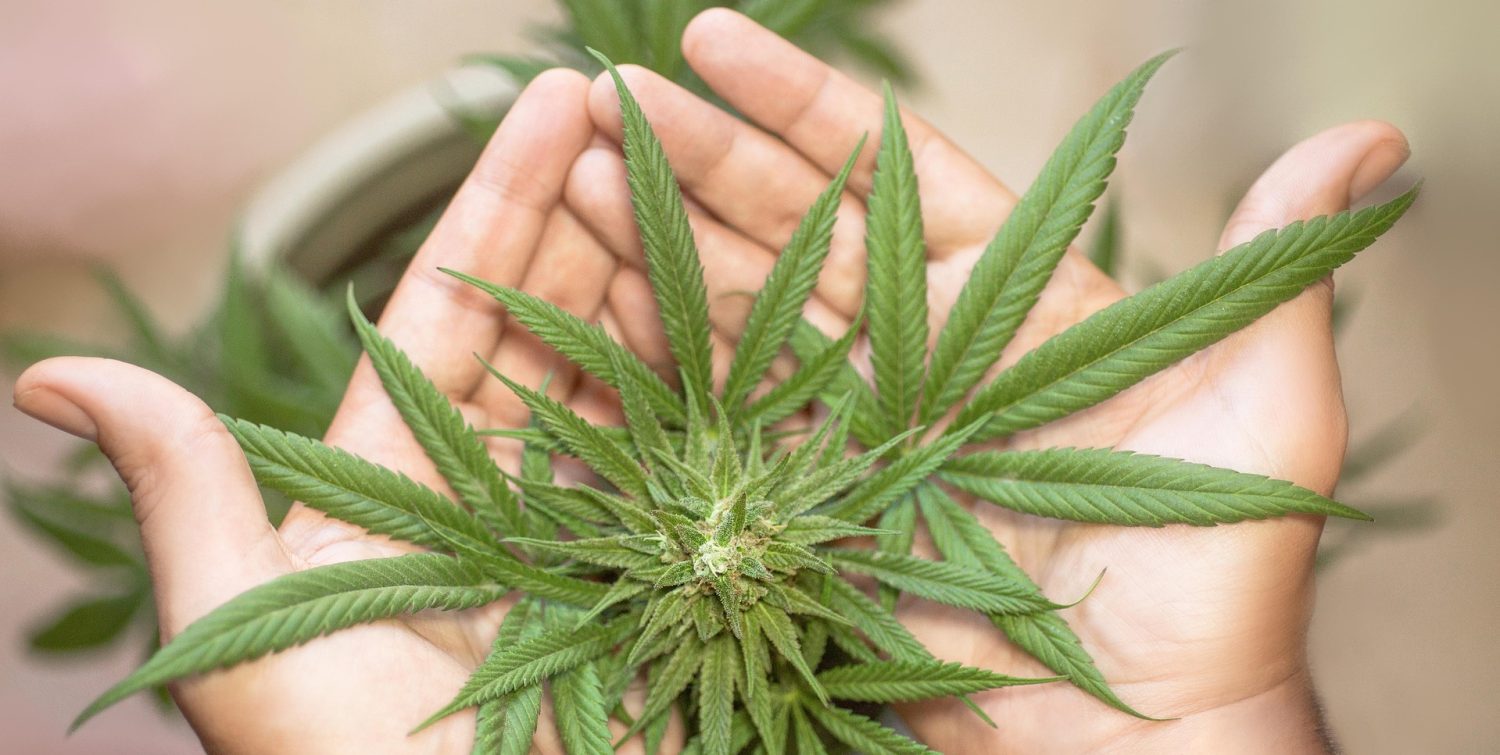 Семена конопли с доставкой по России