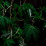 Семена конопли Auto Med GOM 1.0 CBD feminised Grass-o-Matic image_126.jpg