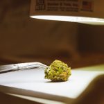 Купить семена конопли в Тольятти: особенности и законодательство image_188.jpg