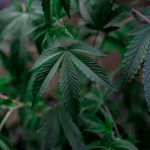 Семена конопли Jack Herer CBD feminised от Ganja Seeds image_203.jpg