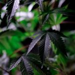 Сбор конопли на семена и его особенности image_204.jpg