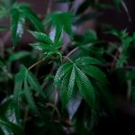 Семена конопли от Семяныч: качество и надежность image_205.jpg