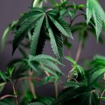 Когда сажать семена конопли image_231.jpg