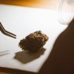 Культивирование конопли в Узбекистане: правовой статус и возможности покупки семян image_248.jpg