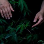 Семена конопли Белая Вдова характеристики и особенности выращивания image_260.jpg