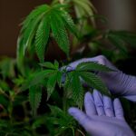 Покупка семян конопли в Санкт-Петербурге: где и как приобрести качественные семена image_264.jpg