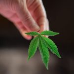 Банки семян конопли и где их купить image_269.jpg