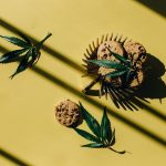 Семена конопли посевной - польза и применение image_282.jpg