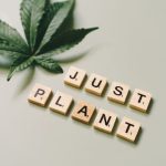 Покупка семян конопли в Ростове: преимущества и особенности выбора image_316.jpg