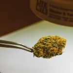 Семена конопли Ganesh regular от Mandala Seeds image_324.jpg