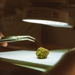 Сорт конопли Killer Kush F1 Fast Version feminised от Sweet Seeds image_326.jpg