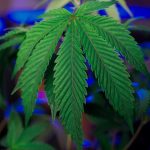 Купить семена конопли в Москве: советы и рекомендации image_373.jpg