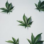 Сайты продающие семена марихуаны и особенности их использования image_386.jpg