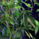 Семена конопли Bubba Island Kush feminised от Dutch Passion Seeds image_427.jpg