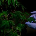 Семена Конопли в Томске Использование и Приобретение image_429.jpg