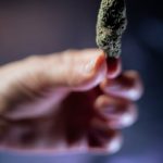 Семена конопли Bubble Gum feminised от Serious Seeds image_431.jpg