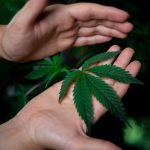 Конопляные семена как ценный продукт питания и их полезные свойства image_444.jpg